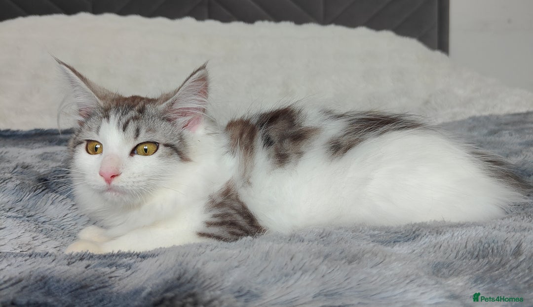 Maine Coon cats for sale: Norwegian Forest Mix European Maine coon Kittens  in Glasgow - Image 2