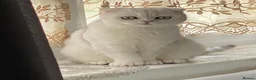 Scottish Fold cats for sale: Bella - Advert 10
