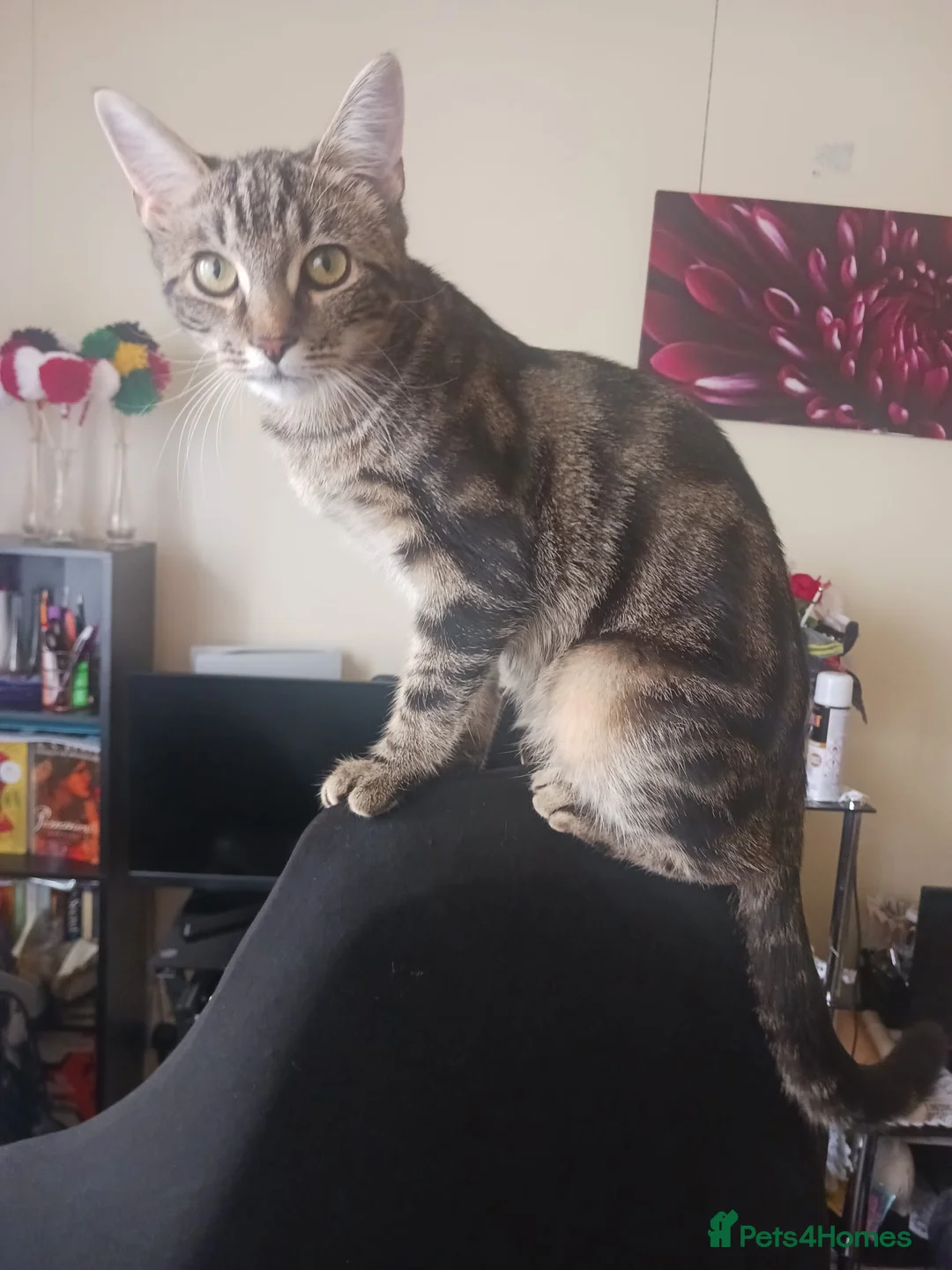 Mixed Breed cats for sale: Sweet Playful 7-Month-Old Cat Seeking Forever Home in Lancaster - Advert 1