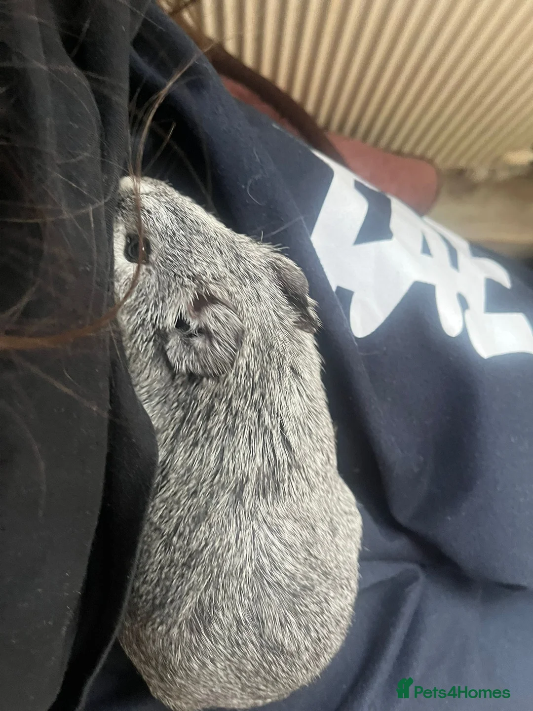Guinea Pig rodents for sale: Guinea pig/ male / grey  - Advert 2