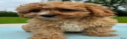 Cavapoo dogs for sale: Healthy comical characters- delightful puppies - Advert 25