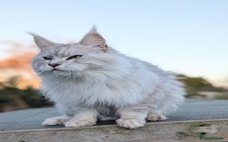 Maine Coon cats for sale: Black Silver Shaded proven stud boy - Advert 2