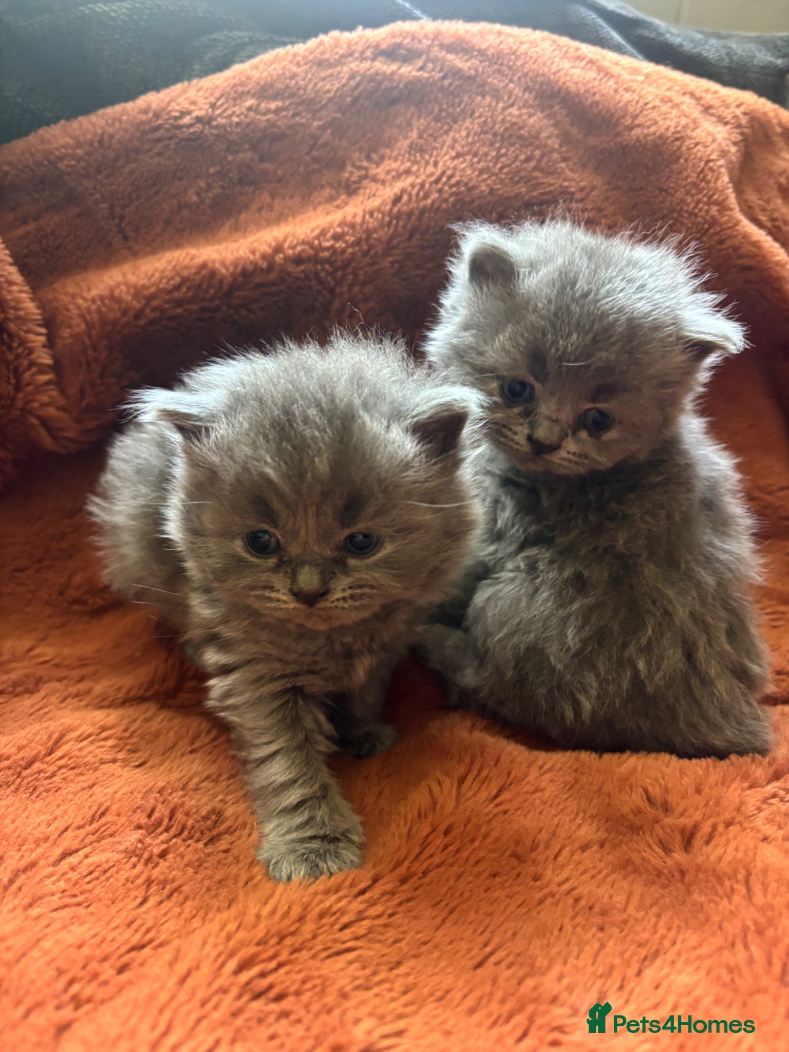British Longhair cats British long haired blue girls  - Advert 2