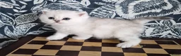 British Longhair cats for sale: Stunning Black Tipped British  - Advert 7