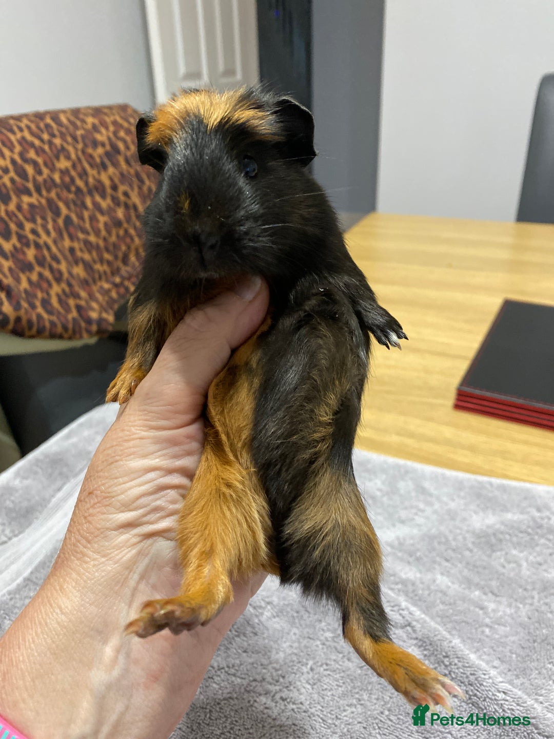 Guinea Pig rodents for sale: Two Tone Crested Female  - Image 4