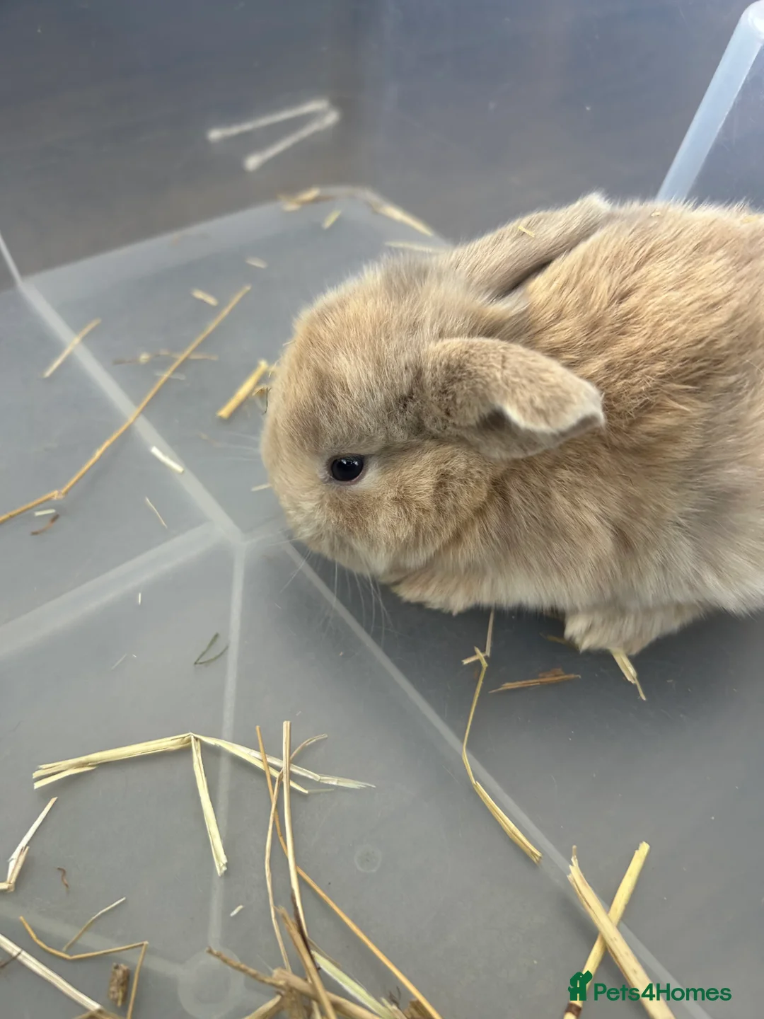 Mini Lop rabbits for sale: Mini Lop Babies - Advert 20