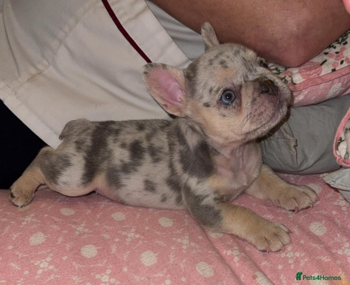 French Bulldog dogs Fluffy Carrier Girl - Advert 4