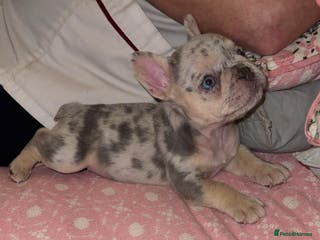 French Bulldog dogs Fluffy Carrier Girl - Advert 4