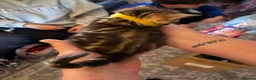 Mixed Breed cats for sale: Beautiful long haired Torbie x Bengal kittens - Advert 16
