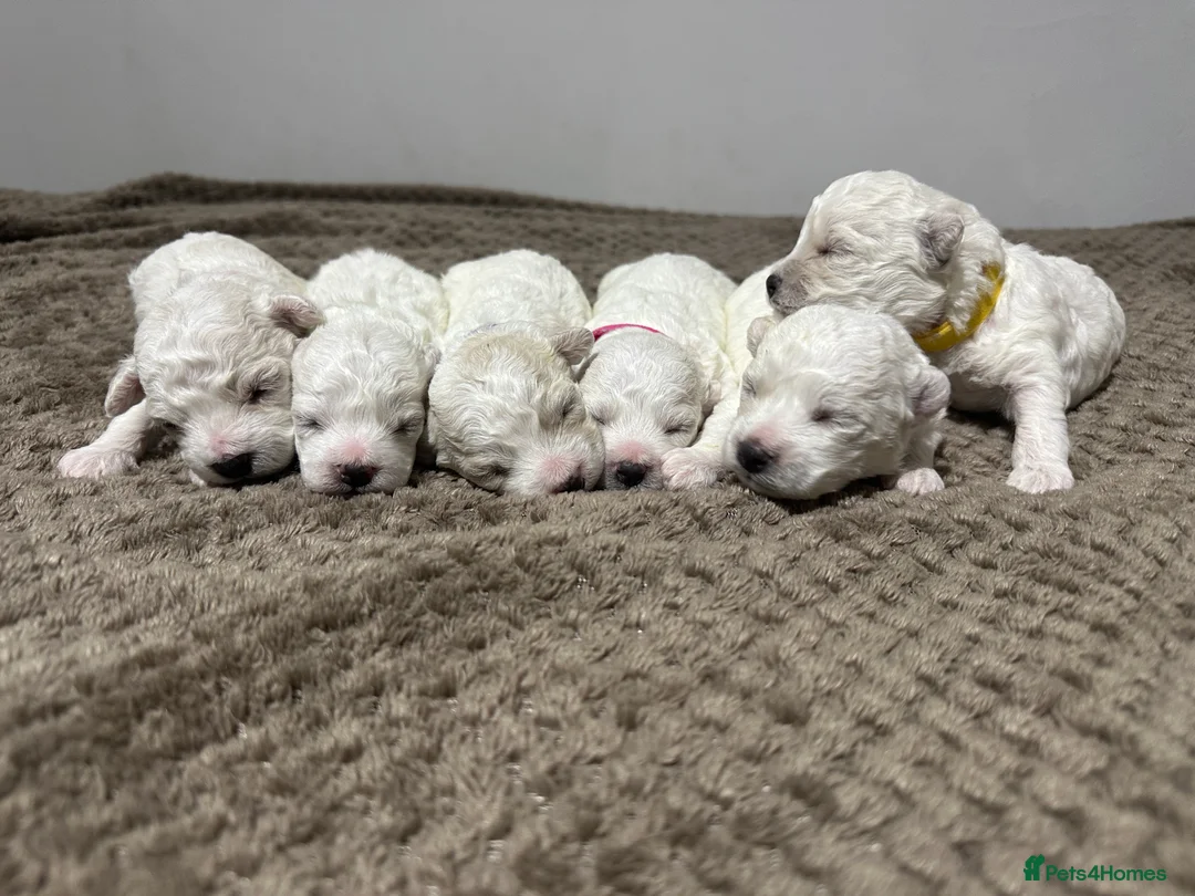Bichon Frise dogs for sale: Pure Pedigree Champion Bloodline Bichon Frise  - Advert 25