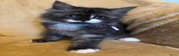 Ragcoon cats for sale: Beautiful Ragcoons - Advert 5
