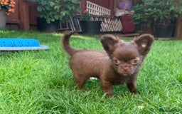 Chihuahua dogs for sale: Chihuahua KC puppies - Image 10