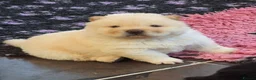 Chow Chow dogs for sale: Kc reg chow chow pups  - Advert 4