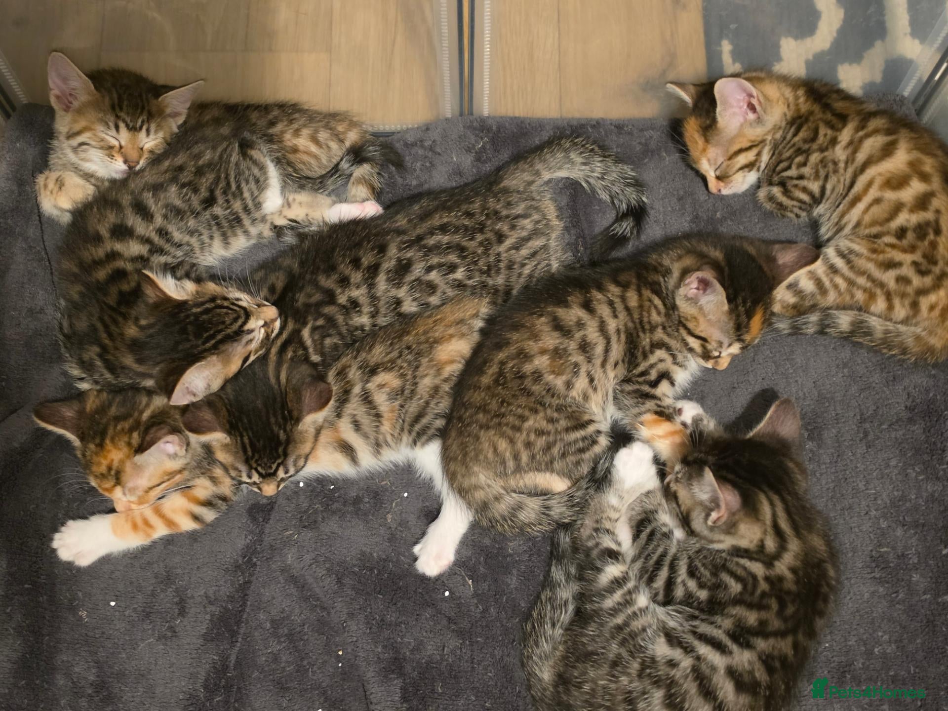 Bengal cats Bengal X DLH kittens  - Advert 1