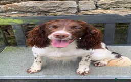 English Springer Spaniel dogs for stud: HEALTH TESTED FTCH bred springers for stud - Image 4