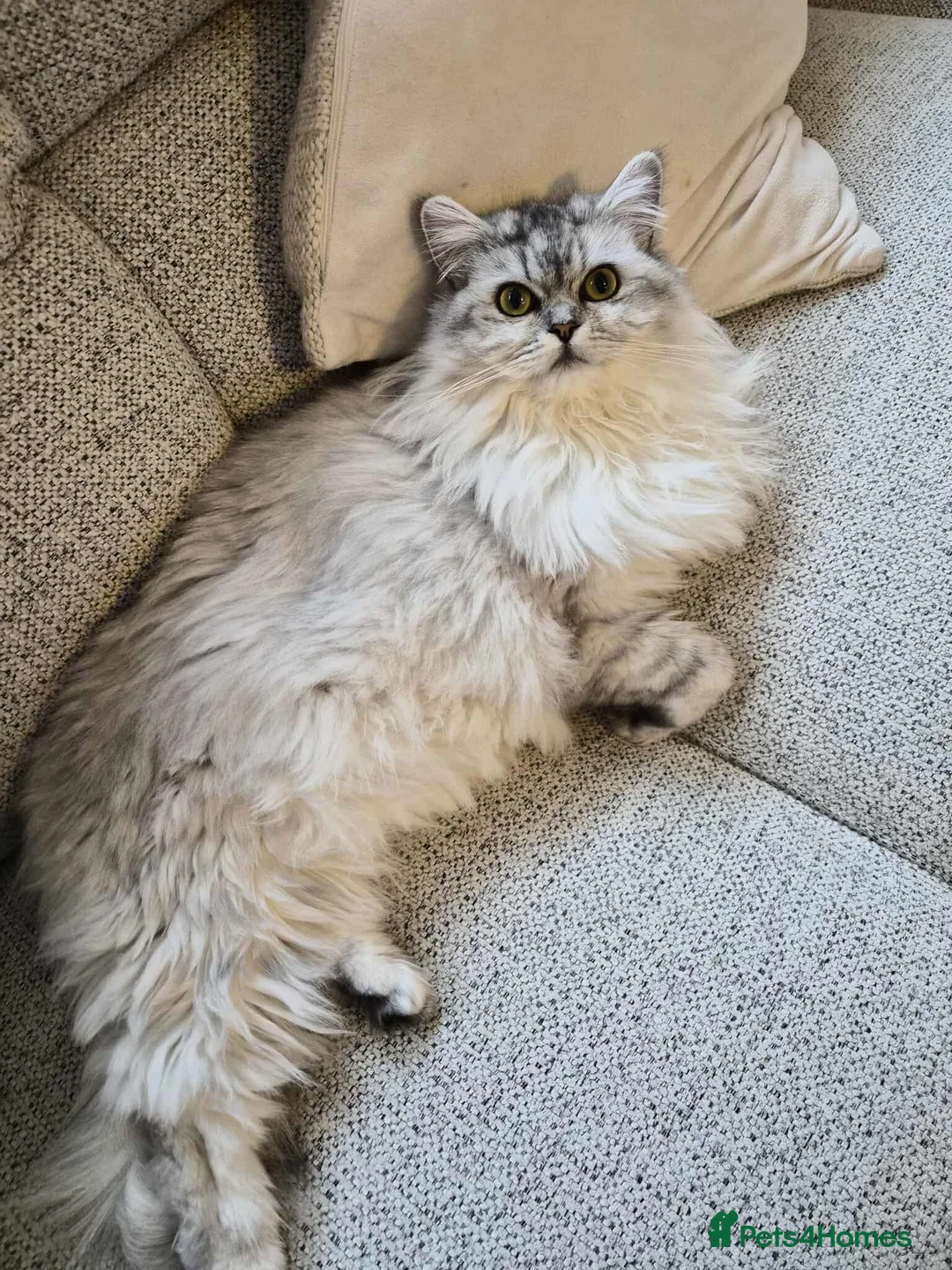 Mixed Breed cats for sale: Mainecoon kitten - Advert 11