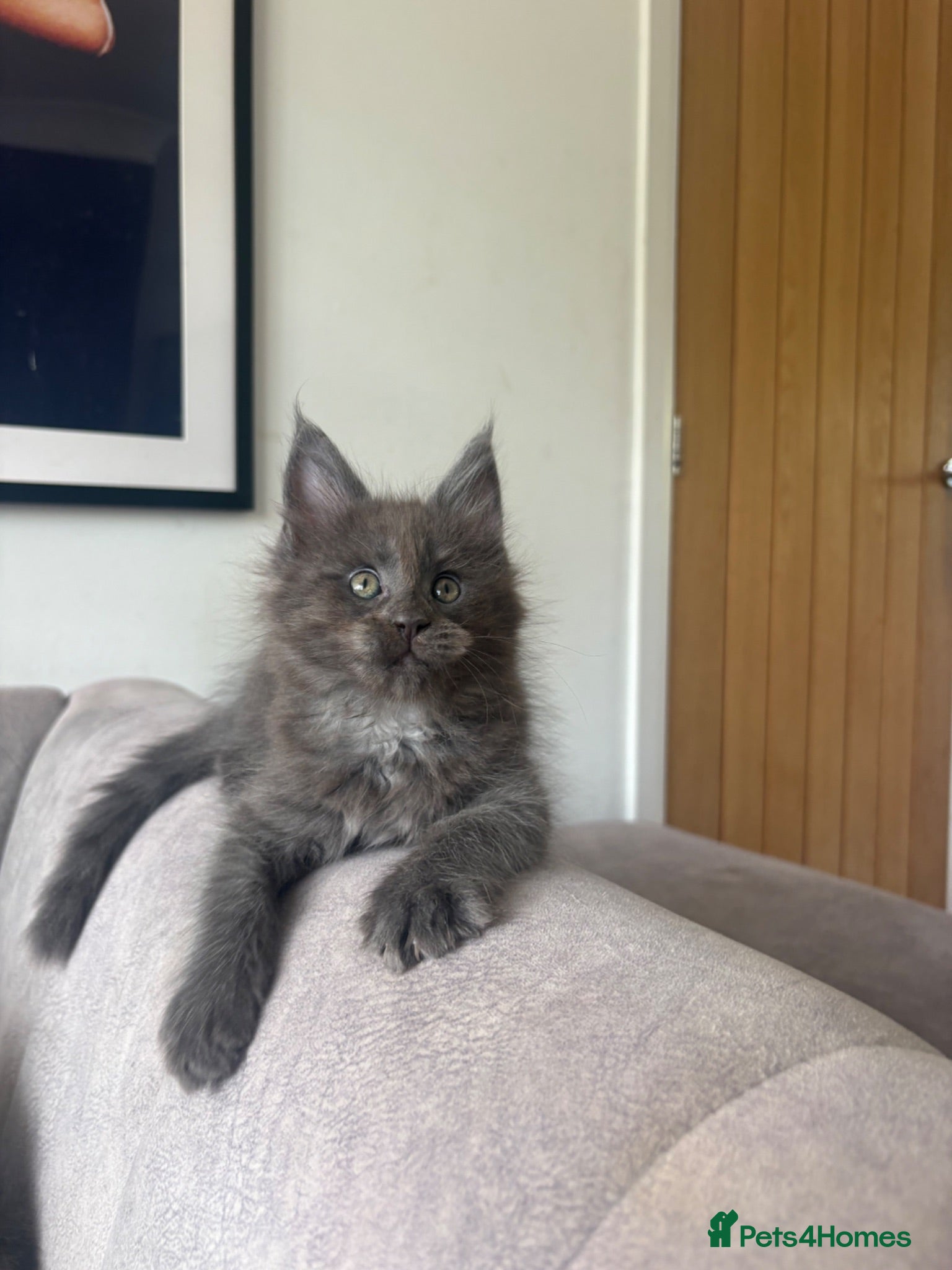 Maine Coon cats Maine Coon Kittens Russian & European Champ Lines  - Advert 2