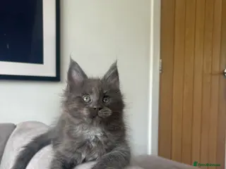 Maine Coon cats Maine Coon Kittens Russian & European Champ Lines - Advert 8