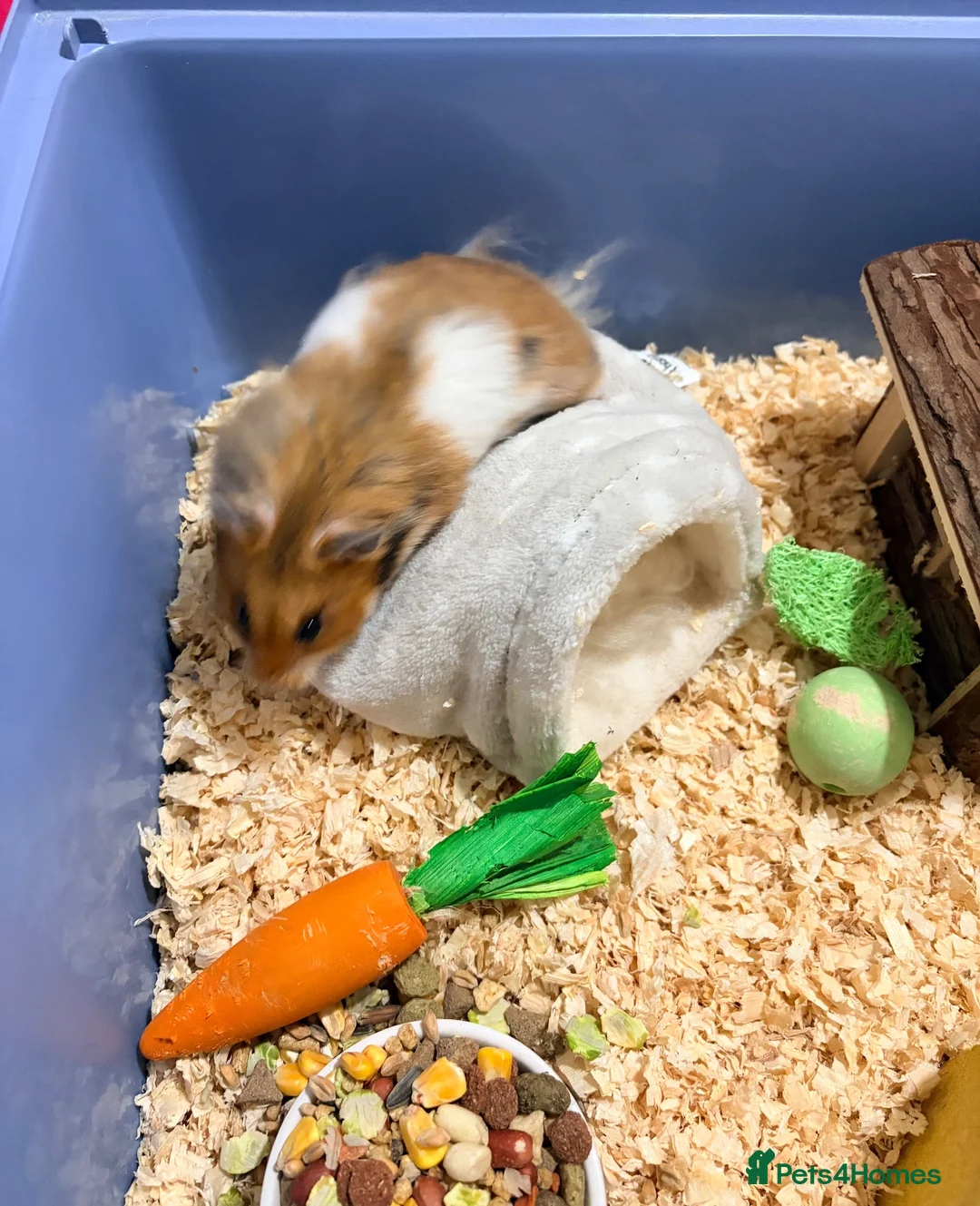 Hamster rodents for sale: Hamster, cage and extras  in Tamworth - Advert 2
