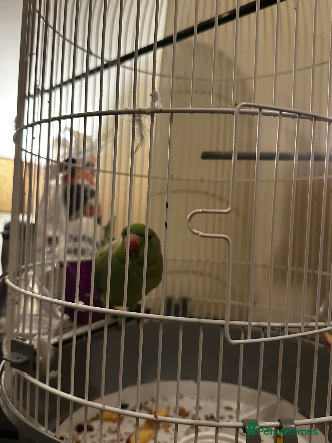 Parrots birds for sale: Beautiful green parrot  in Barrow-in-Furness - Advert 3