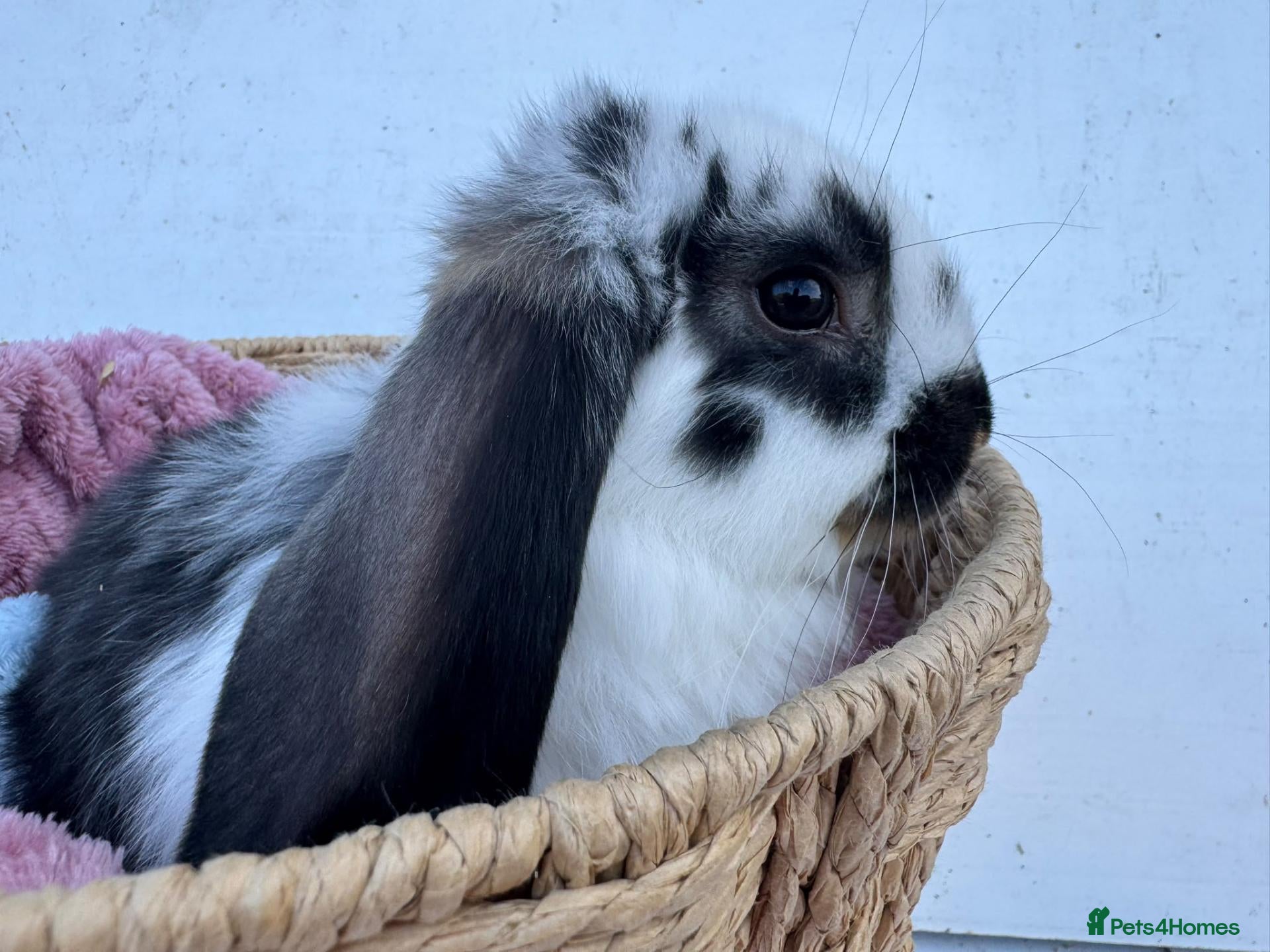 French Lop rabbits Pure breed Baby Giant French Lops Rabbits - Advert 2