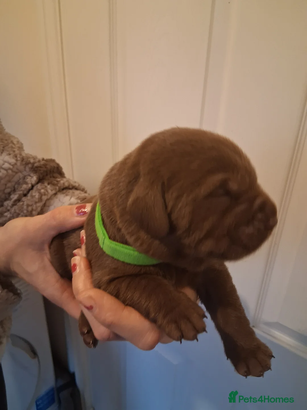 Labrador Retriever dogs for sale: *1 LEFT!* LABRADOR PUPPIES! - Advert 19