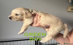 Golden Retriever dogs for sale: Quality KC golden retriever puppies  - Image 4