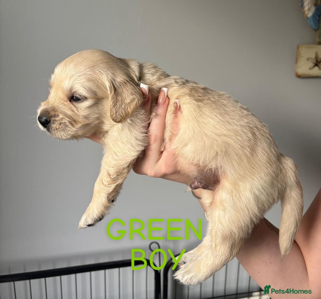 Golden Retriever dogs for sale: Quality KC golden retriever puppies  - Image 4