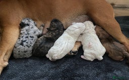 American Bull Staffy dogs for sale: Staffi X American Bulldog Pups - Image 18
