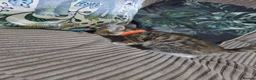 Bengal cats for sale: Bengal X DLH kittens  - Advert 21