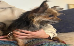 Yorkshire Terrier dogs for sale: ♥️ 2 Yorkshire Terrier girls ♥️  - Image 13