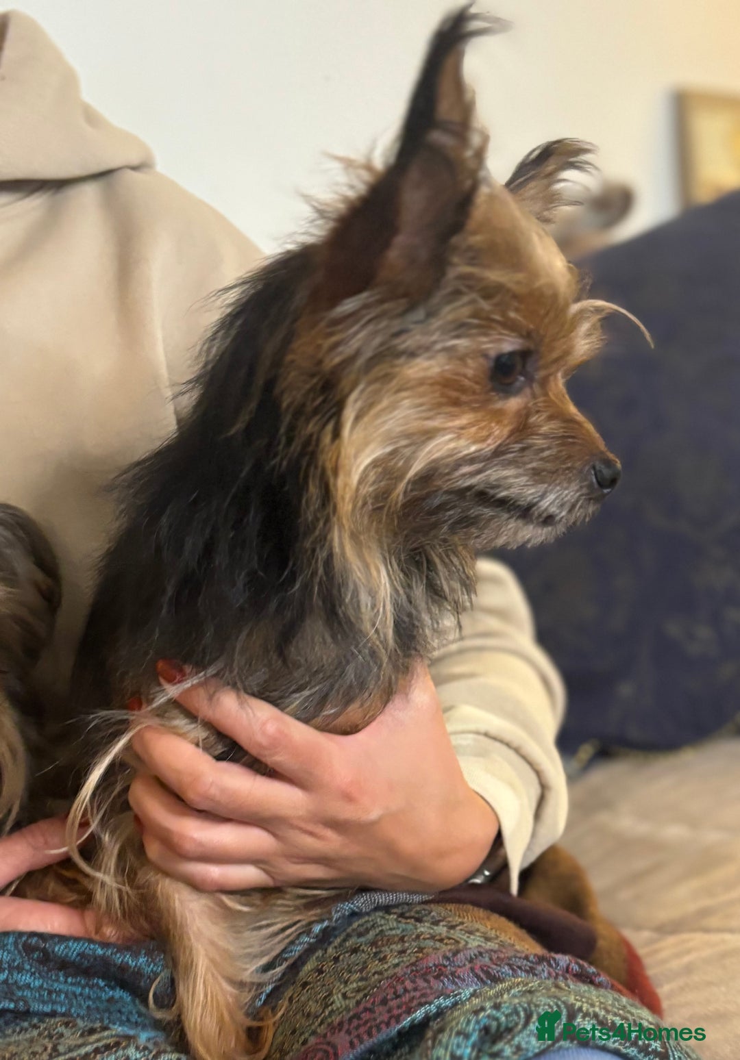 Yorkshire Terrier dogs for sale: ♥️ 2 Yorkshire Terrier girls ♥️  - Image 13