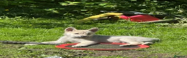 Norwegian Buhund 3