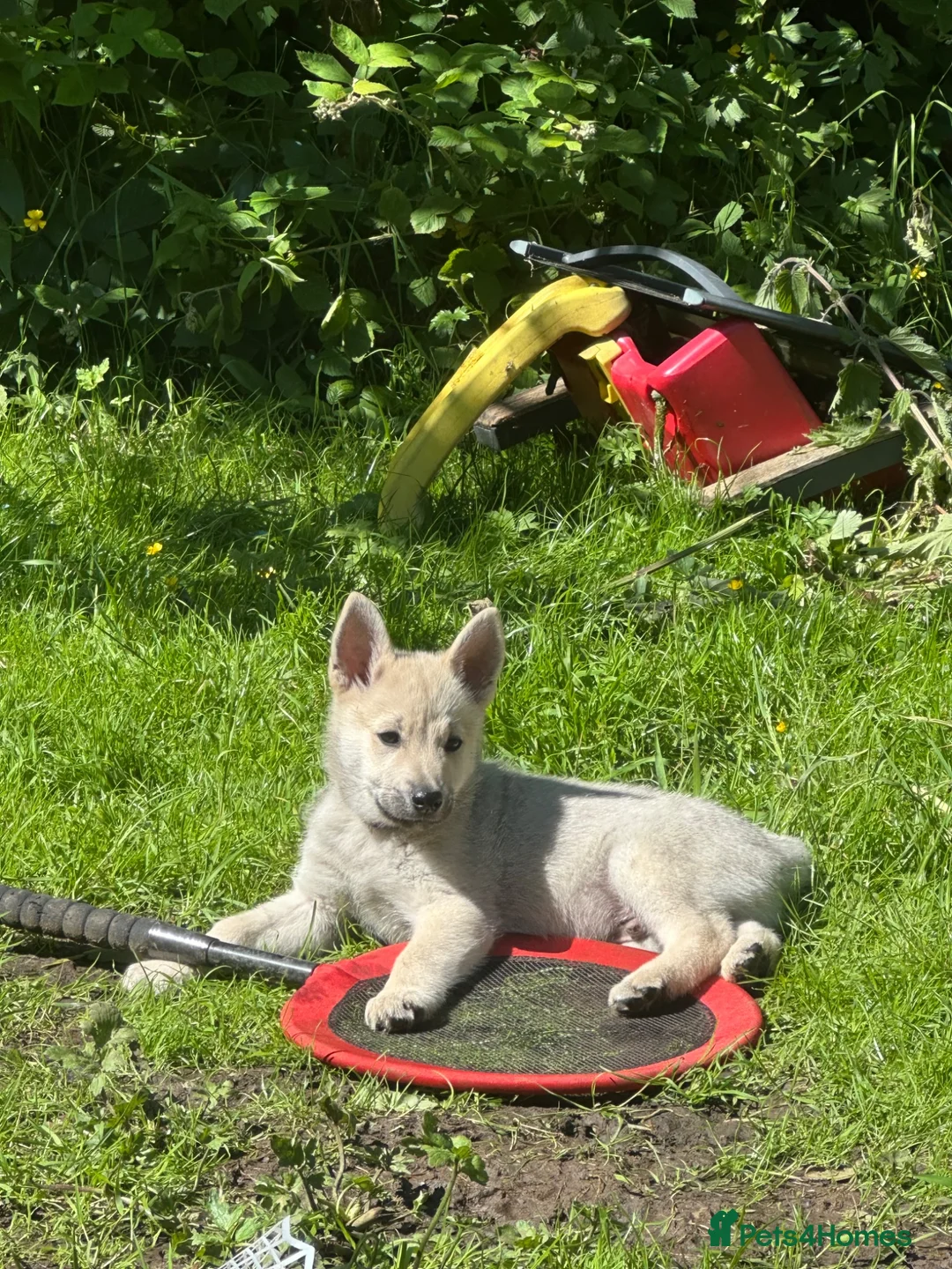 Norwegian Buhund dogs for sale: Lovely quality Norwegian Buhunds in Crumlin - Advert 2