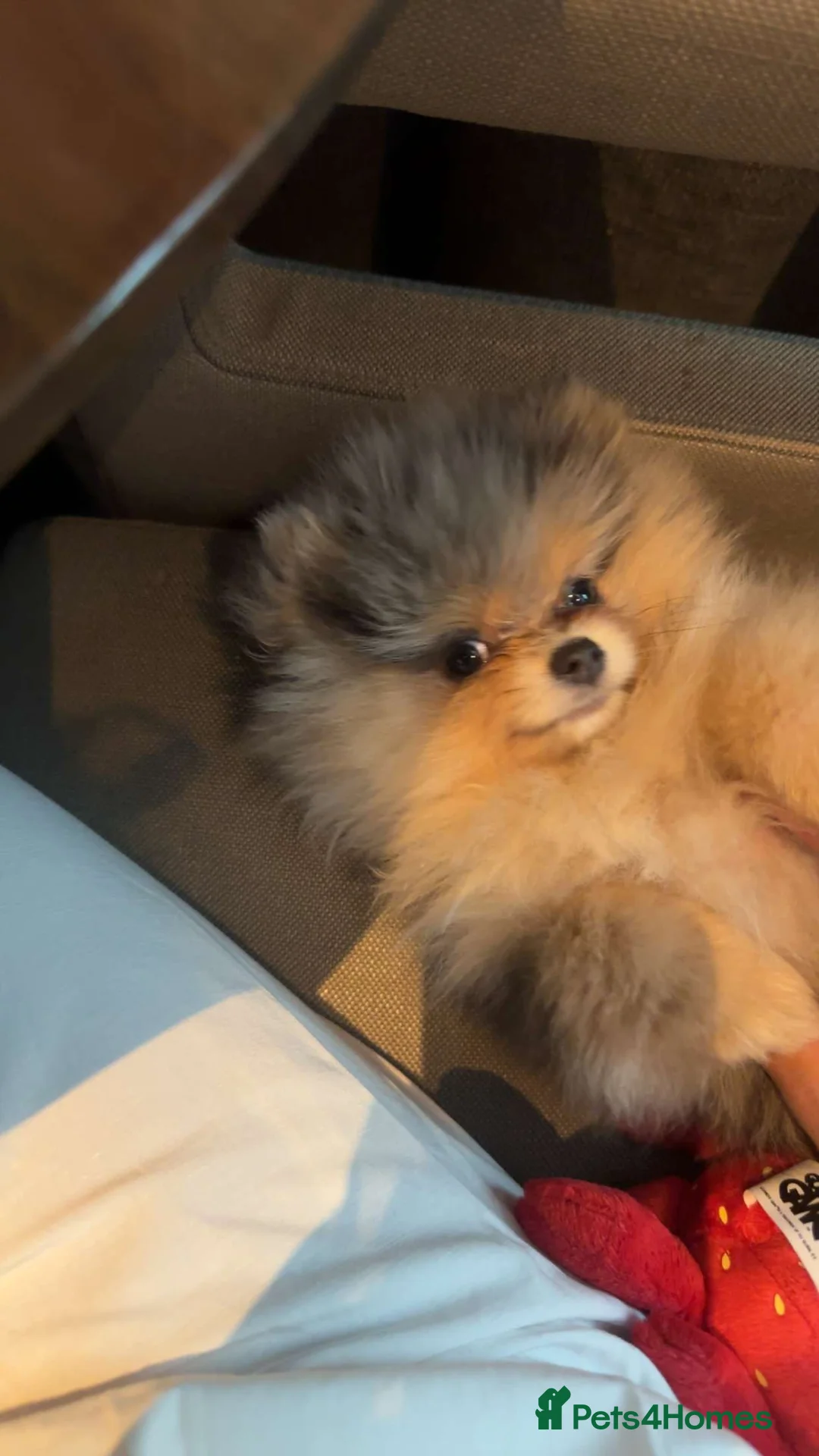 Pomeranian dogs for stud: Rare Blue & Tan Merle Pomeranian Stud – London  - Advert 17