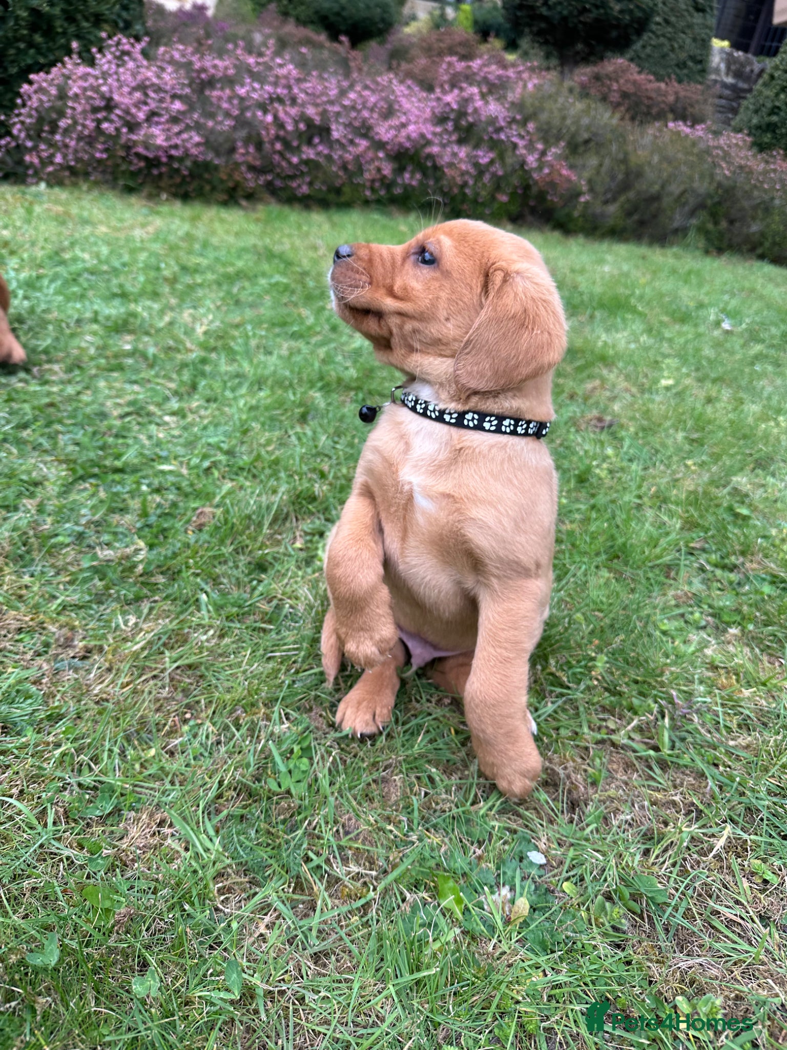 Labrador Retriever dogs beautiful kc registered fox red Labrador puppies  - Advert 2