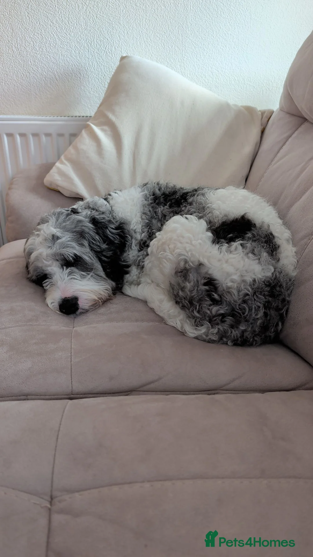 Cockapoo dogs for sale: Monty  in Romney Marsh - Advert 2