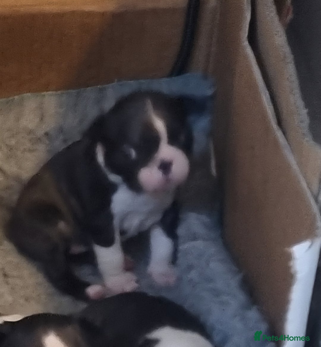 Boston Terrier dogs for sale: Boston Terrier Puppies  - Advert 15