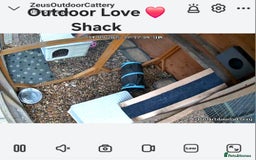 British Shorthair cats for stud: Zeus-Cream of the crop! GCCF/TICA reg  - Image 9