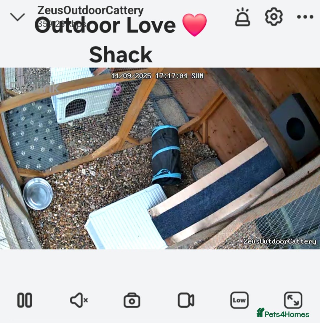 British Shorthair cats for stud: Zeus-Cream of the crop! GCCF/TICA reg  - Image 9