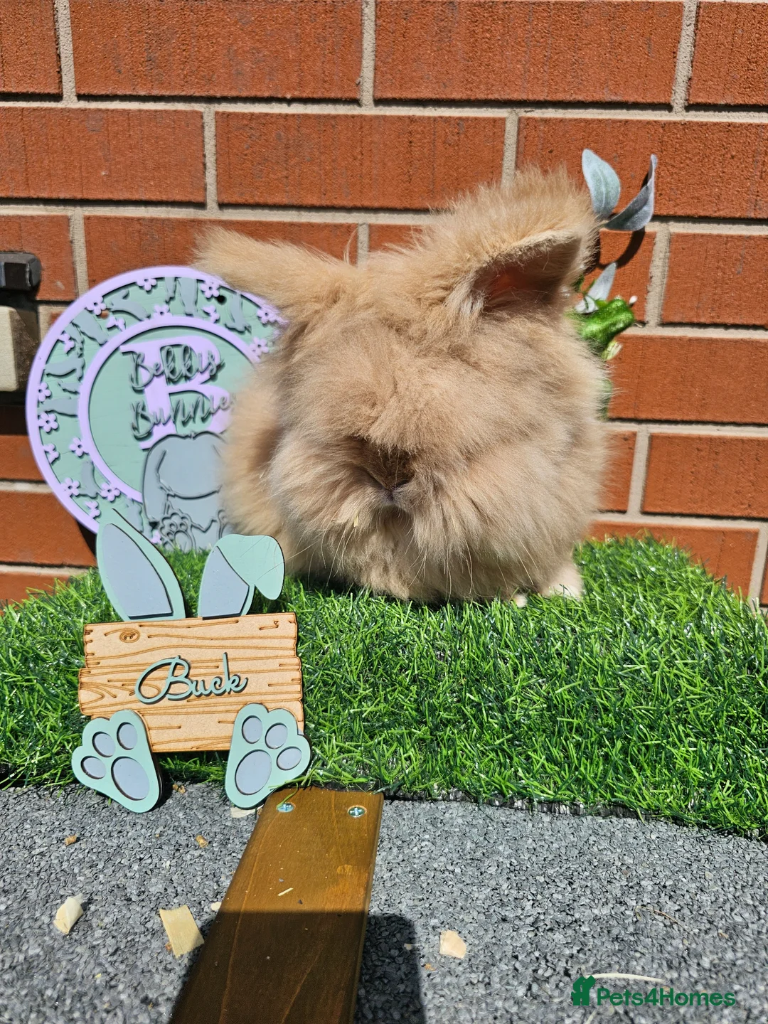 Angora rabbits for sale: Teddy widder buck - Advert 1