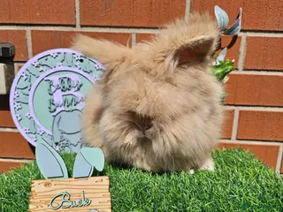Angora rabbits Teddy widder buck - Advert 10