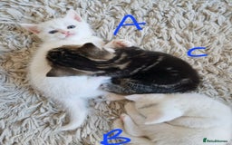 British Shorthair cats for sale: Beautiful British Shorthair Cross Kittens - Image 3