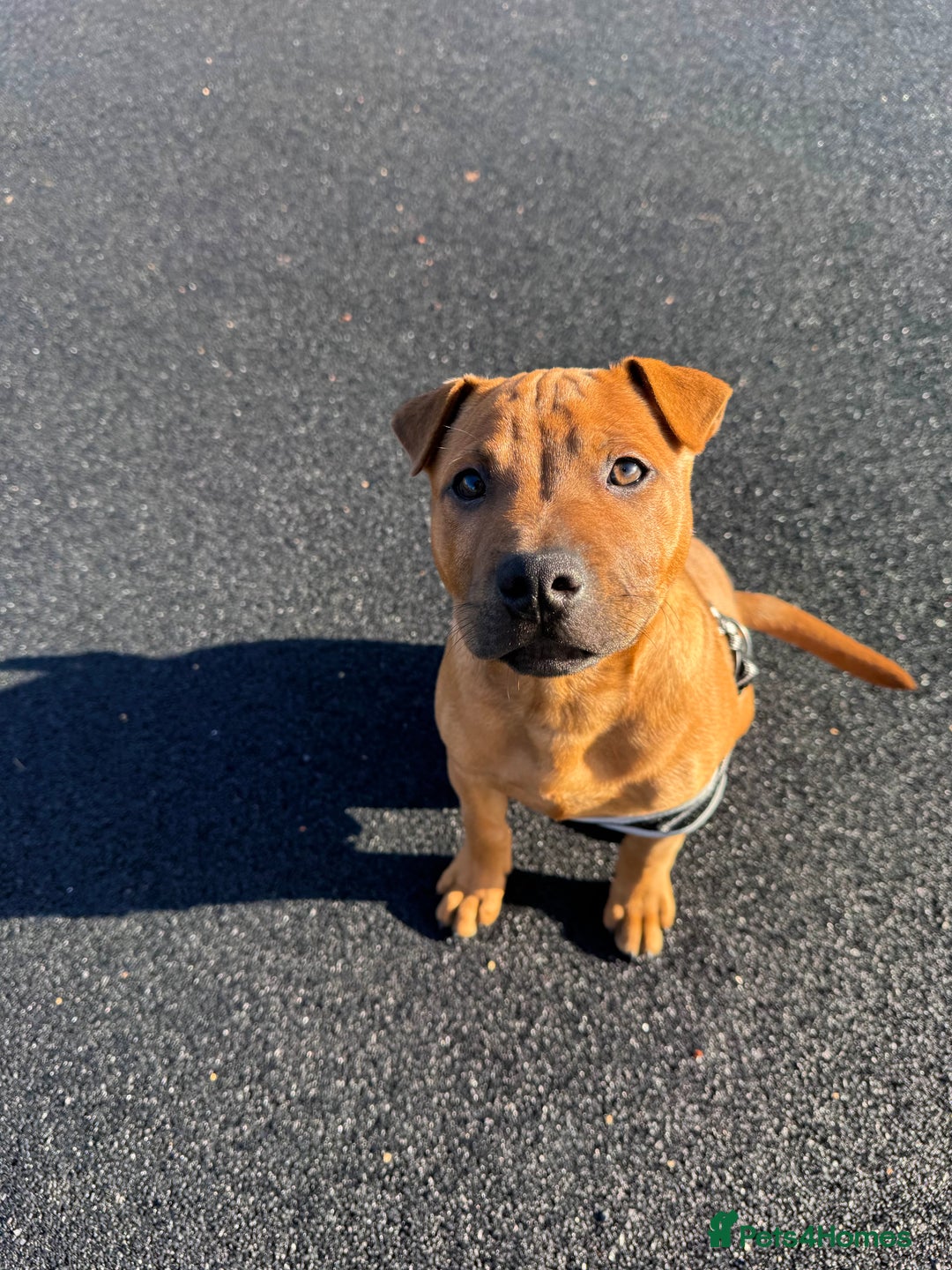 Mixed Breed dogs for sale: Staff x shar pei - Advert 2