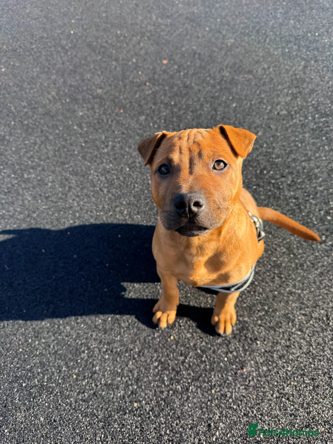 Mixed Breed dogs for sale: Staff x shar pei - Advert 2