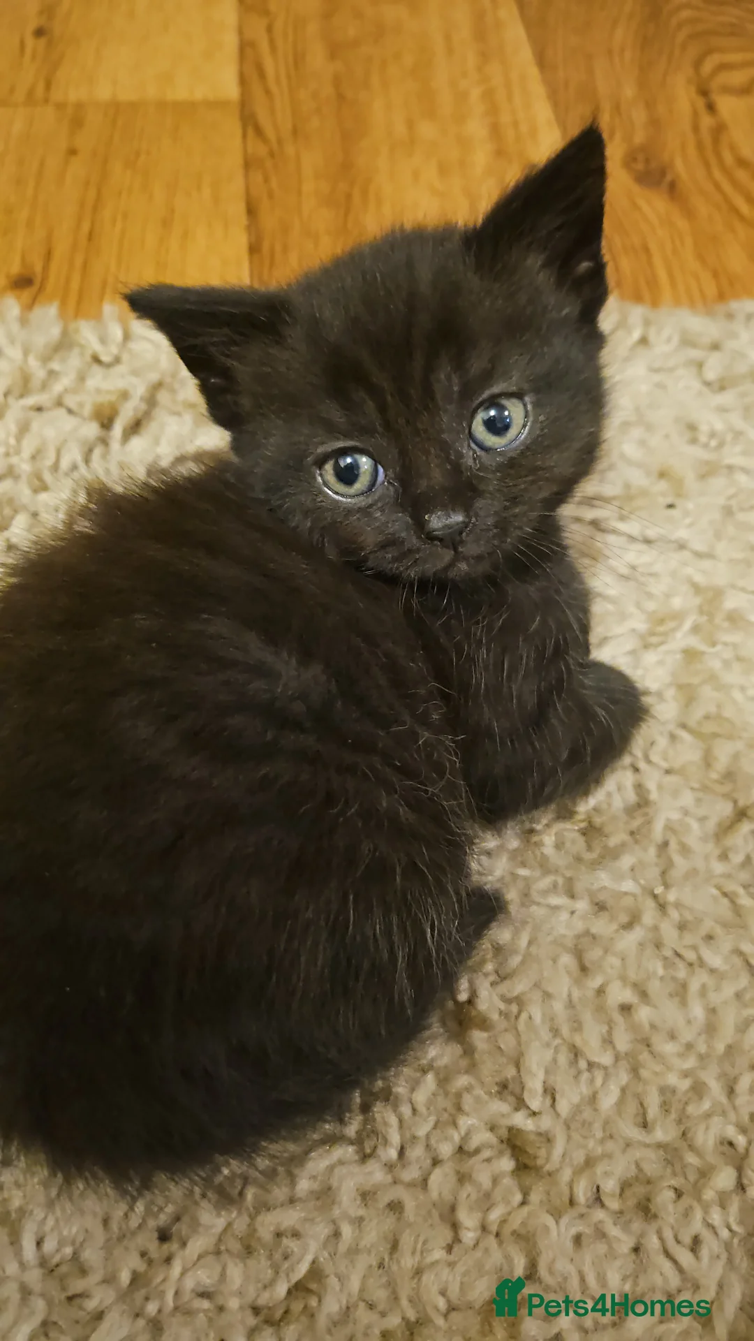 Scottish Fold cats for sale: Scottish fold straight ears kittens 9 wks old  - Advert 6