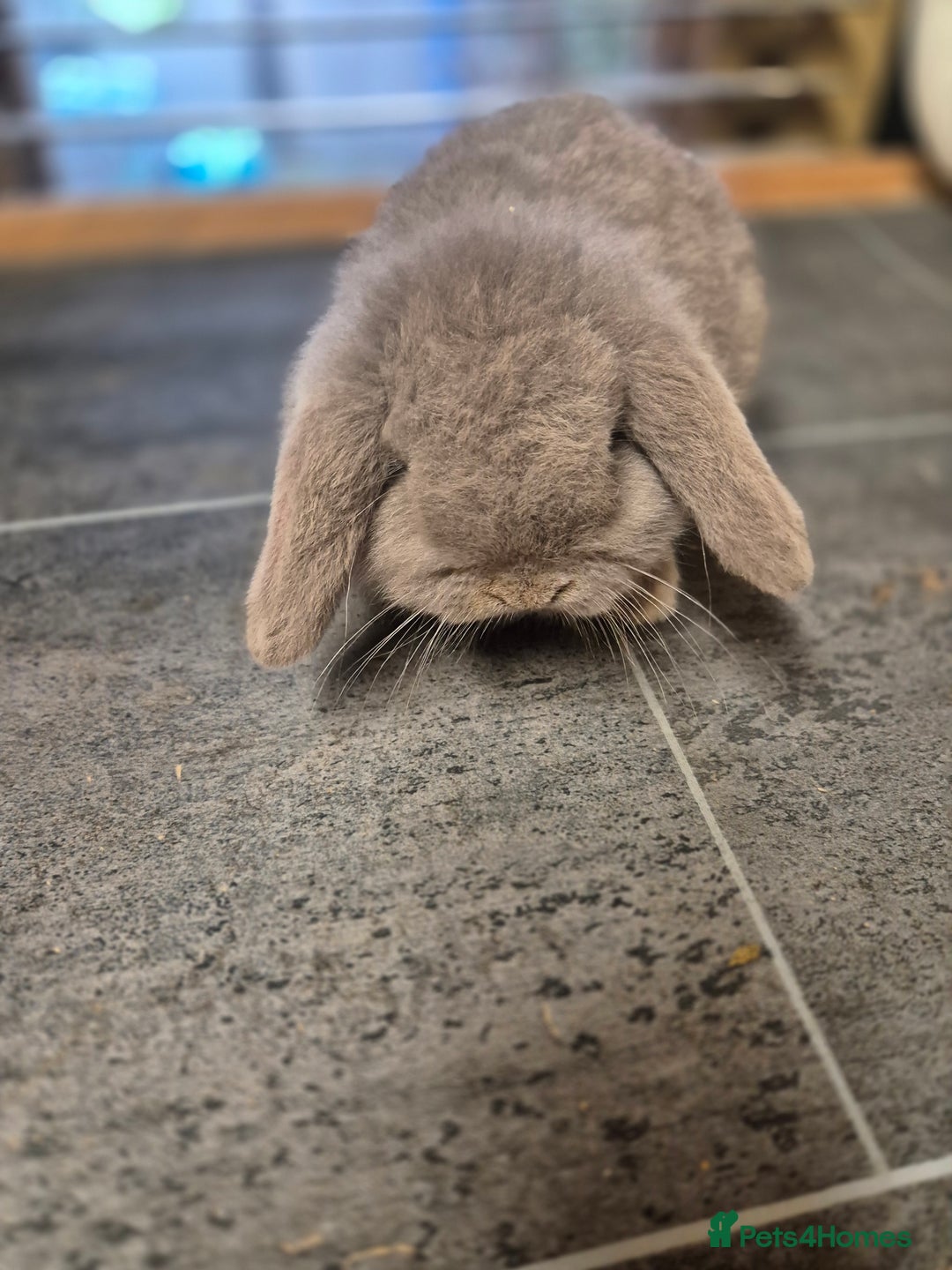 Mini Lop rabbits for sale: Baby mini lop rabbit  - Advert 1