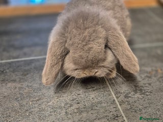 Mini Lop rabbits Baby mini lop rabbit - Advert 3