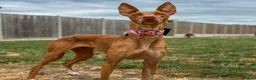 Ibizan Hound dogs for adoption: Cati a lovely calm girl who loves other dogs  - Advert 7