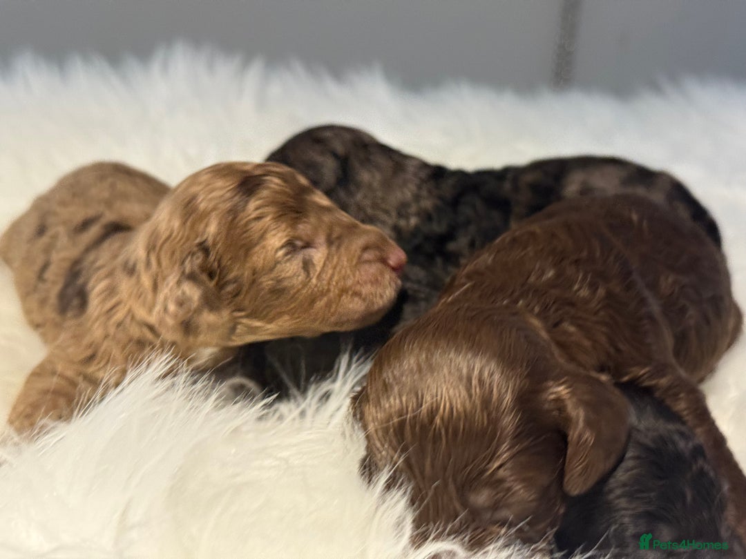 Cockapoo dogs for sale: F1B Cockapoo’s  - Image 7